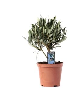 Olea Olijf Op Stam - Ø13Cm - ↕21Cm