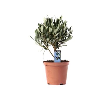 Olijfboom op stam (Olea europaea) – mediterrane sfeermaker op – ±13 cm