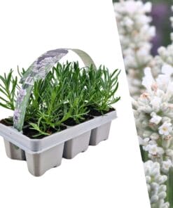 6 Pack Lavendel Angustifolia Wit - 6 X Ø7 Cm - ↕15 Cm