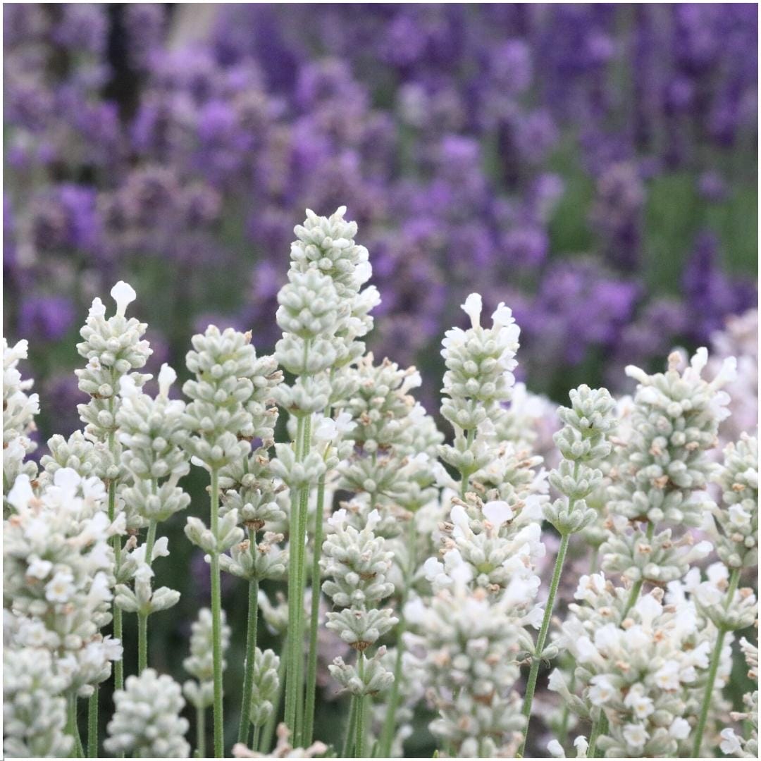 6 Pack Lavendel Angustifolia Wit - 6 X Ø7 Cm - ↕15 Cm - Afbeelding 2