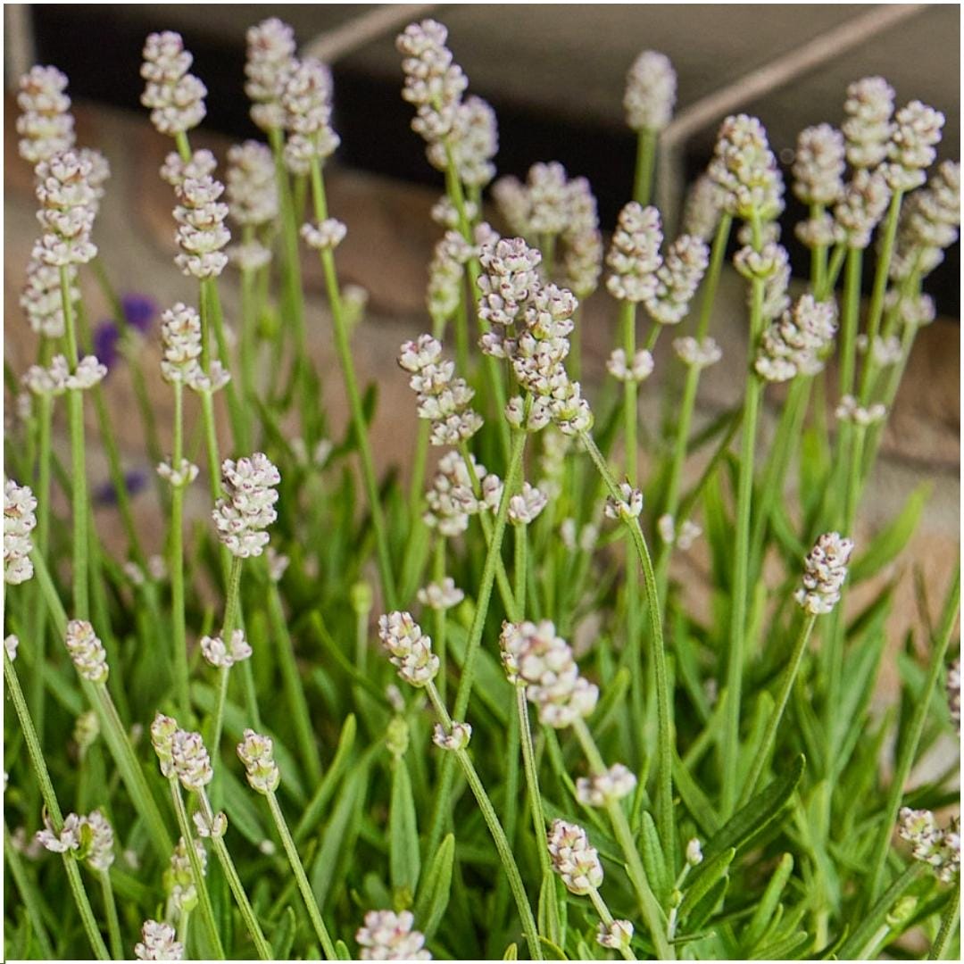 6 Pack Lavendel Angustifolia Wit - 6 X Ø7 Cm - ↕15 Cm - Afbeelding 3