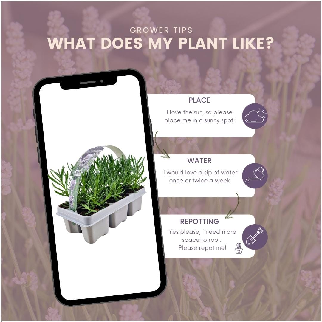 6 Pack Lavendel Angustifolia Wit - 6 X Ø7 Cm - ↕15 Cm - Afbeelding 5