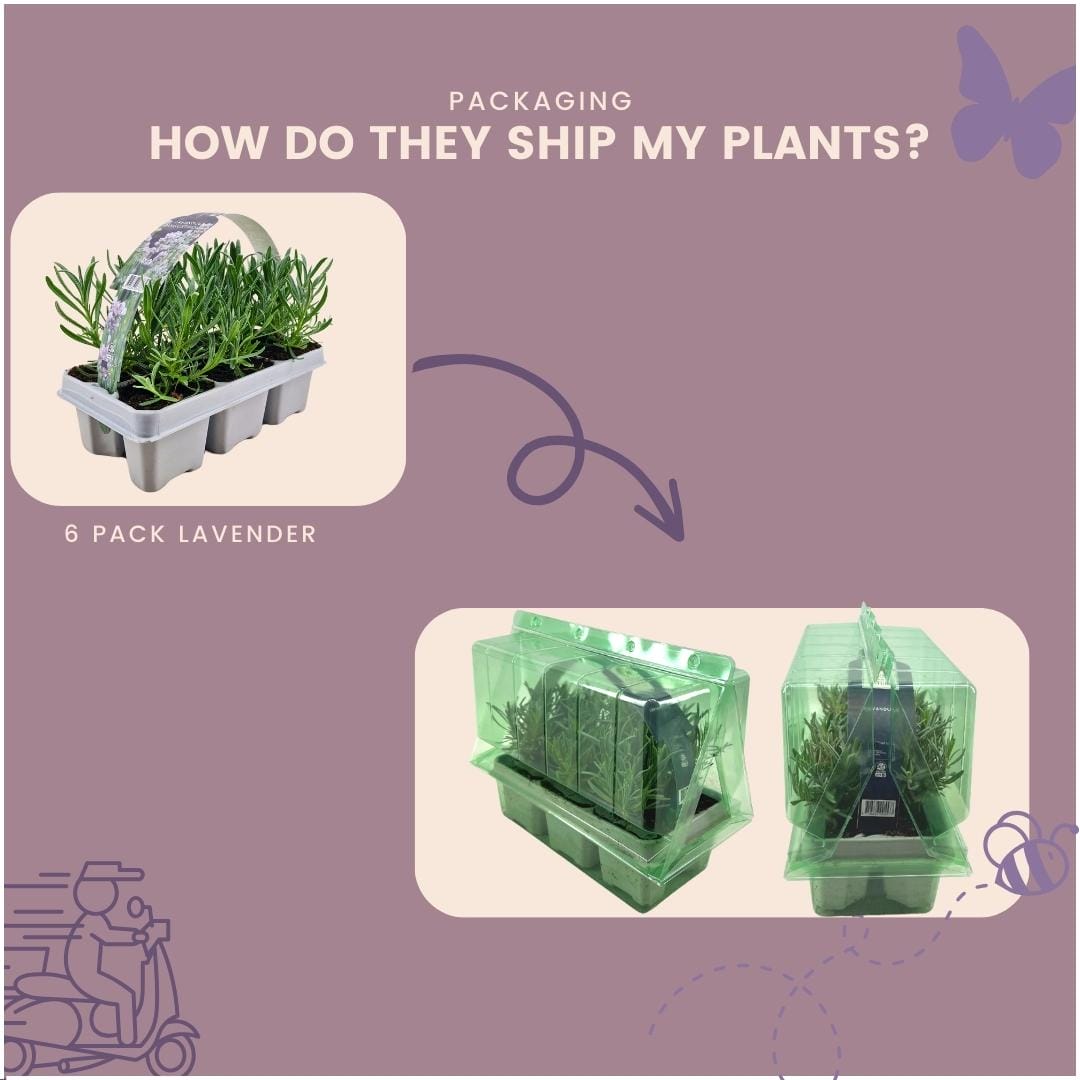 6 Pack Lavendel Angustifolia Wit - 6 X Ø7 Cm - ↕15 Cm - Afbeelding 6