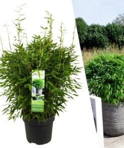 1 X Fargesia Moontears 'Boobux Xl - Ø 29 Cm - ↨ 70 Cm