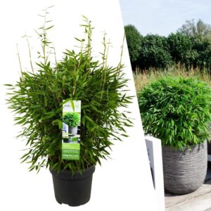 Fargesia 'Moontears' – niet-invasieve haagbamboe – pot 29 cm, ±70 cm