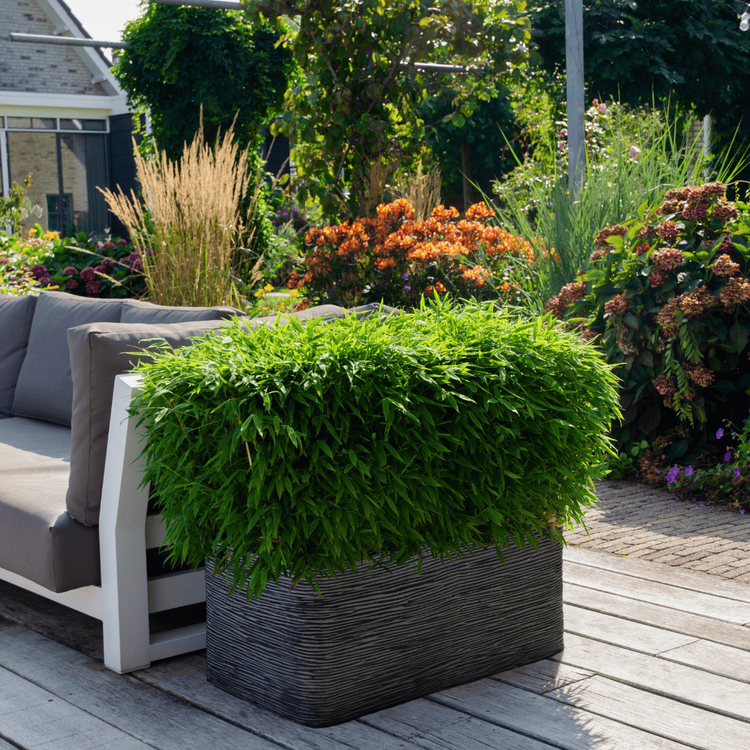 1 X Fargesia Moontears 'Boobux Xl - Ø 29 Cm - ↨ 70 Cm - Afbeelding 2