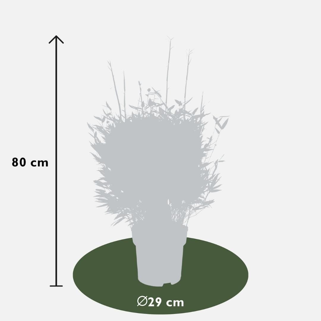1 X Fargesia Moontears 'Boobux Xl - Ø 29 Cm - ↨ 70 Cm - Afbeelding 4