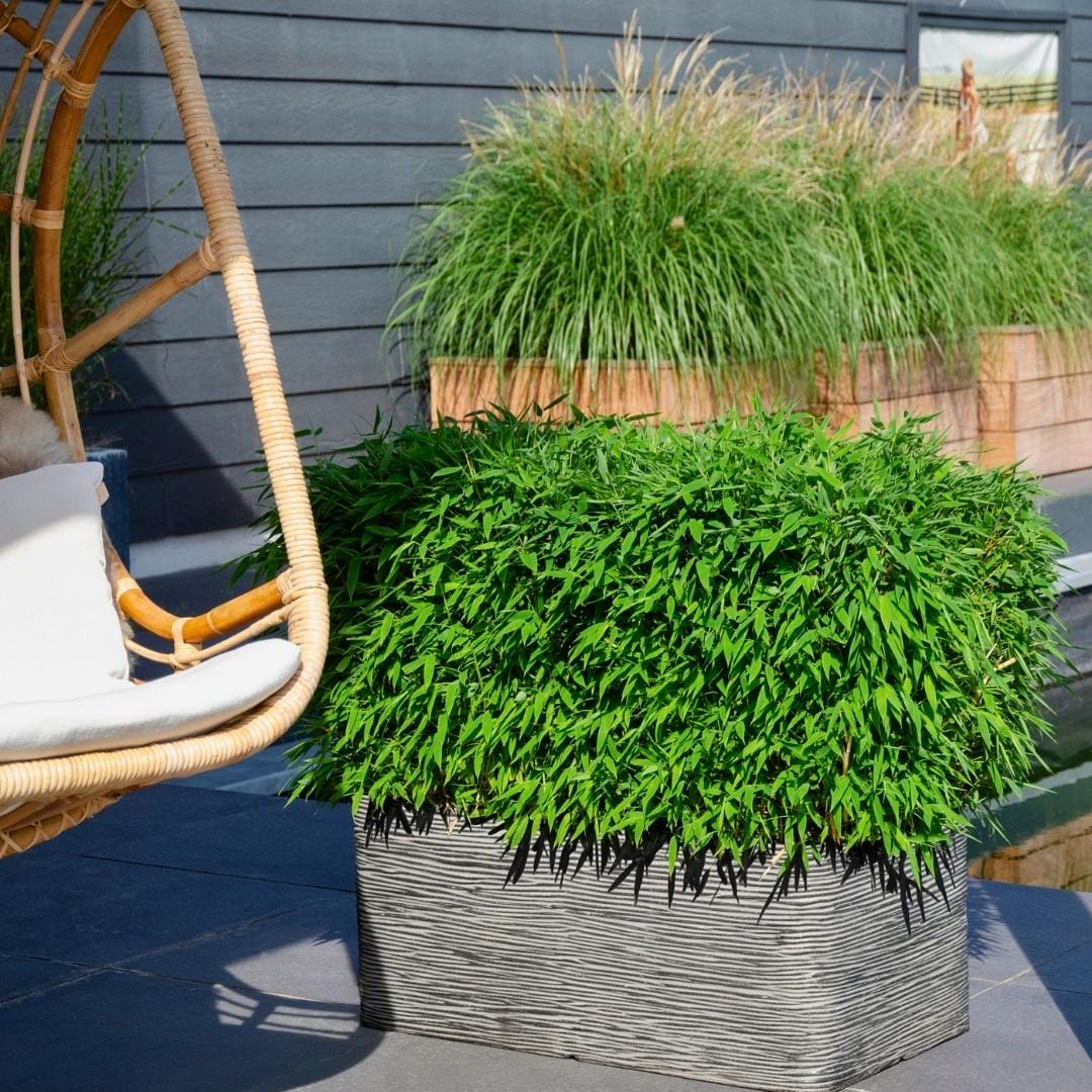 1 X Fargesia Moontears 'Boobux Xl - Ø 29 Cm - ↨ 70 Cm - Afbeelding 6