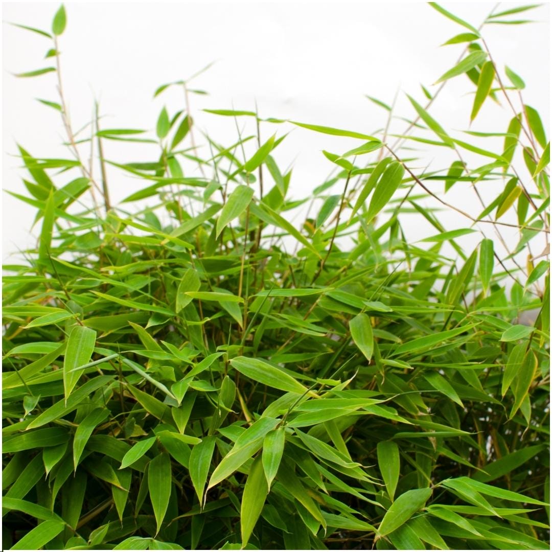 1 X Fargesia Moontears 'Boobux Xl - Ø 29 Cm - ↨ 70 Cm - Afbeelding 7