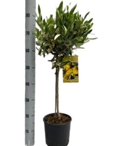 Olea Europaea - Op Stam - Ø19Cm - ↕90Cm