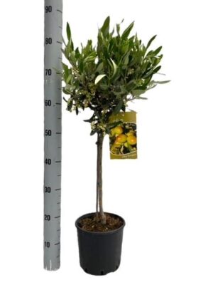 Olea Europaea - Op Stam - Ø19Cm - ↕90Cm