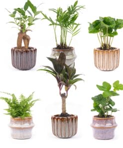Mini Planten Set 6 - Inclusief Pot Set Barcelona