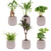 Mini Planten Set 6 - Inclusief 6X Pot Joey Grijs Mat