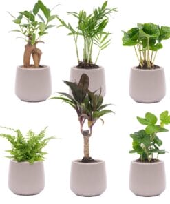 Mini Planten Set 6 - Inclusief 6X Pot Joey Grijs Mat