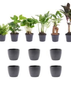 Mini Planten Set 6 - Inclusief 6X Pot Boule Antraciet
