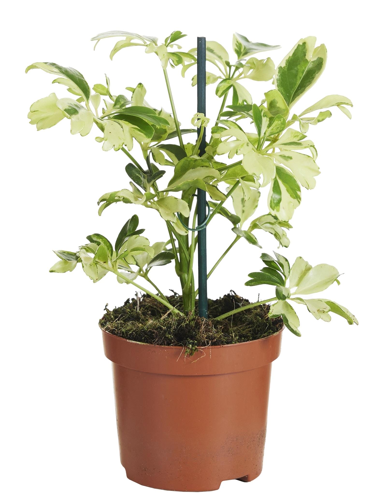 Schefflera Janine - Ø9Cm - ↕20Cm