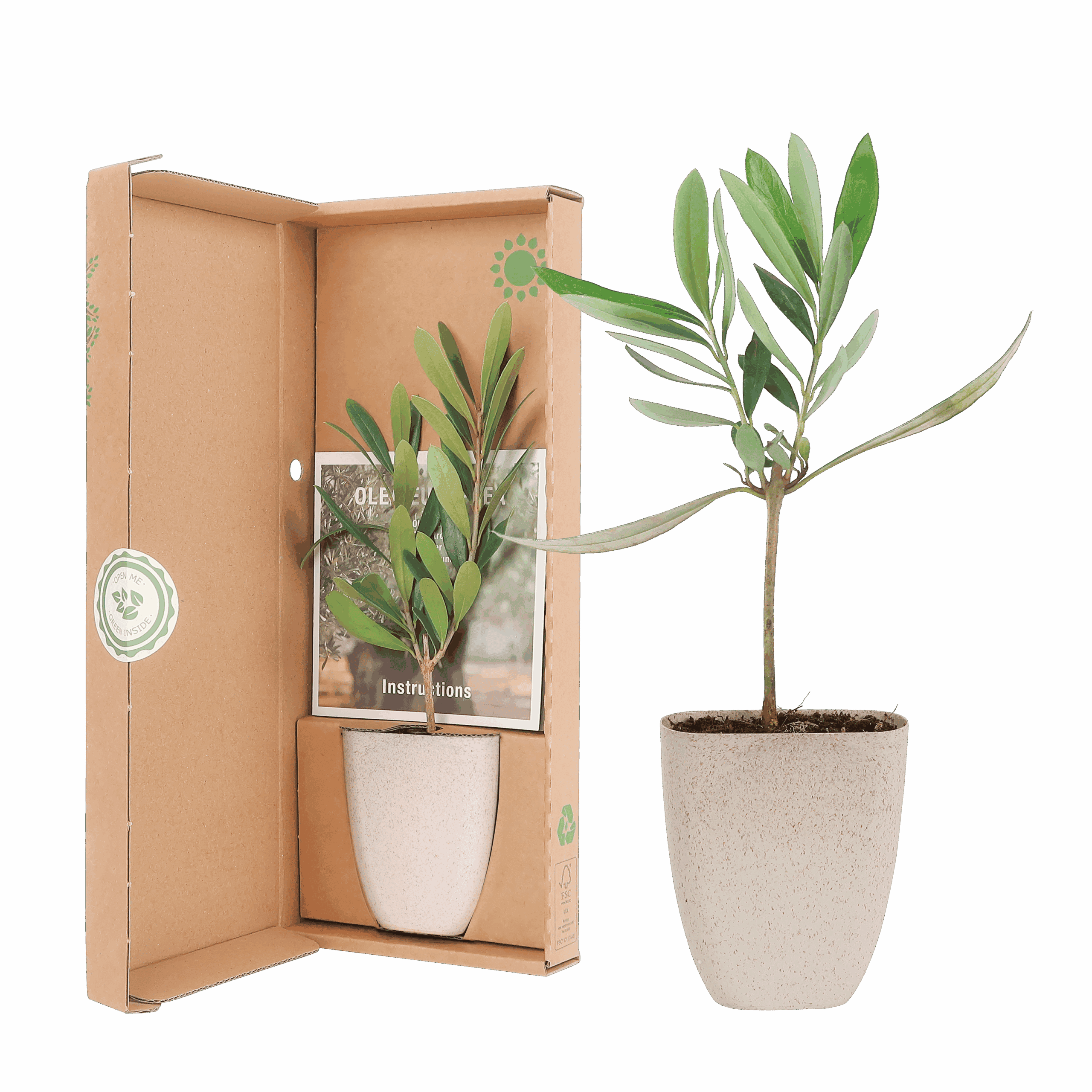 Mini Olijfboom In Brievenbusdoosje Met Info Boekje