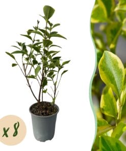Haagplanten - Ligustrum Ovalifolium Aureum - Blad Geel Groen - 8 Planten - 1 Strekkende Meter - Groenblijvend - Pot  9Cm Hoogte 35-40Cm