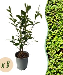 Haagplanten - Ligustrum Ovalifolium - Blad Groen - 8 Planten - 1 Strekkende Meter - Groenblijvend - Pot 9Cm Hoogte 35-40Cm