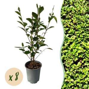 Liguster haagplant (Ligustrum ovalifolium) – groenblijvende haag – pot 9 cm, 35-40 cm