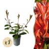 Haagplanten - Photnia Fraseri Red Robin - Blad Rood Groen  - 8 Planten - 1 Strekkende Meter - Groenblijvend - Pot 9Cm Hoogte 30-35Cm