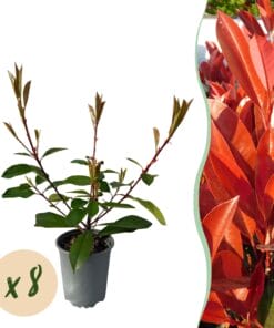 Haagplanten - Photnia Fraseri Red Robin - Blad Rood Groen  - 8 Planten - 1 Strekkende Meter - Groenblijvend - Pot 9Cm Hoogte 30-35Cm