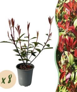 Haagplanten - Photnia Fraseri Carre Rouge - Blad Rood Groen - 8 Planten - 1 Strekkende Meter - Groenblijvend - Pot 9Cm Hoogte 30-35Cm