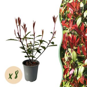 Photinia haagplant 'Carré Rouge' – groenblijvende haag – pot 9 cm, 30-35 cm
