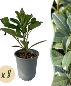 Haagplanten - Prunus Laurocerasus Caucasica- Blad Groen - 8 Planten - 1 Strekkende Meter - Groenblijvend - Pot 9Cm Hoogte 30-35Cm