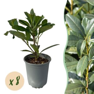 Laurierkers haagplant (Prunus laurocerasus 'Caucasica') – pot 9 cm, 30-35 cm