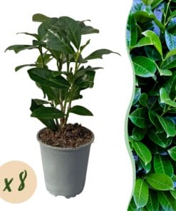 Haagplanten - Prunus Laurocerasus Novita - Blad Groen - 8 Planten - 1 Strekkende Meter - Groenblijvend - Pot 9Cm Hoogte 30-35Cm