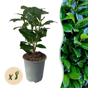 Laurierkers haagplant (Prunus laurocerasus 'Novita') – snelgroeiende – pot 9 cm, 30-35 cm