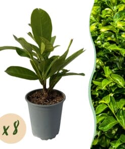 Haagplanten - Prunus Laurocerasus Rotundifolia - Blad Groen - 8 Planten - 1 Strekkende Meter - Groenblijvend - Pot 9Cm Hoogte 30-35Cm