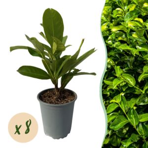 Laurierkers haagplant (Prunus laurocerasus 'Rotundifolia') – pot 9 cm, 30-35 cm