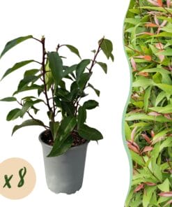 Haagplanten - Prunus Lusitanica Angustifolia - Blad Groen - 8 Planten - 1 Strekkende Meter - Groenblijvend - Pot 9Cm Hoogte 30-35Cm