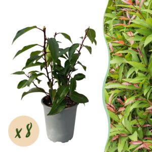 Portugese laurier haagplant (Prunus lusitanica 'Angustifolia') – pot 9 cm, 30-35 cm