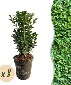 Haagplanten - Buxus Sempervirens -  Blad Groen - 8 Planten - 1 Strekkende Meter - Groenblijvend - Pot 9Cm Hoogte 20-25Cm