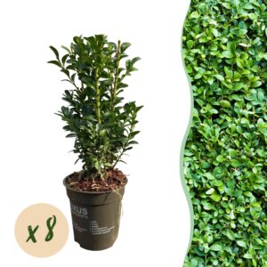 Buxus haagplant – klassieke groenblijvende haag – pot 9 cm, 20-25 cm