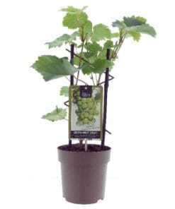 Vitis Muskaat De Alexandrie -Ø15Cm - ↕40Cm
