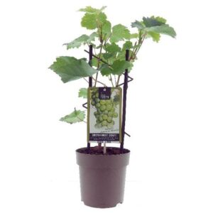 Muskaat de Alexandrie druivenplant – ±15 cm