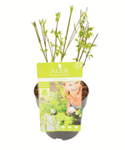 Acer Palm. 'Going Green' - Ø15Cm - ↕50Cm