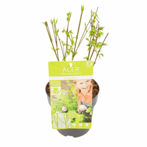 Japanse esdoorn 'Going Green' (Acer palmatum 'Going Green') – compacte – ±15 cm