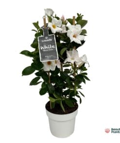 Mandevilla Sundaville White In Toren (Dipladenia) - Ø17Cm - ↕55Cm