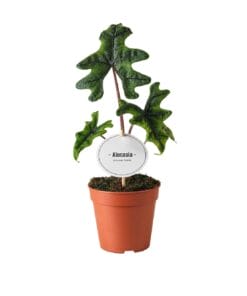 Alocasia Jacklyn - Ø12Cm - ↕30Cm