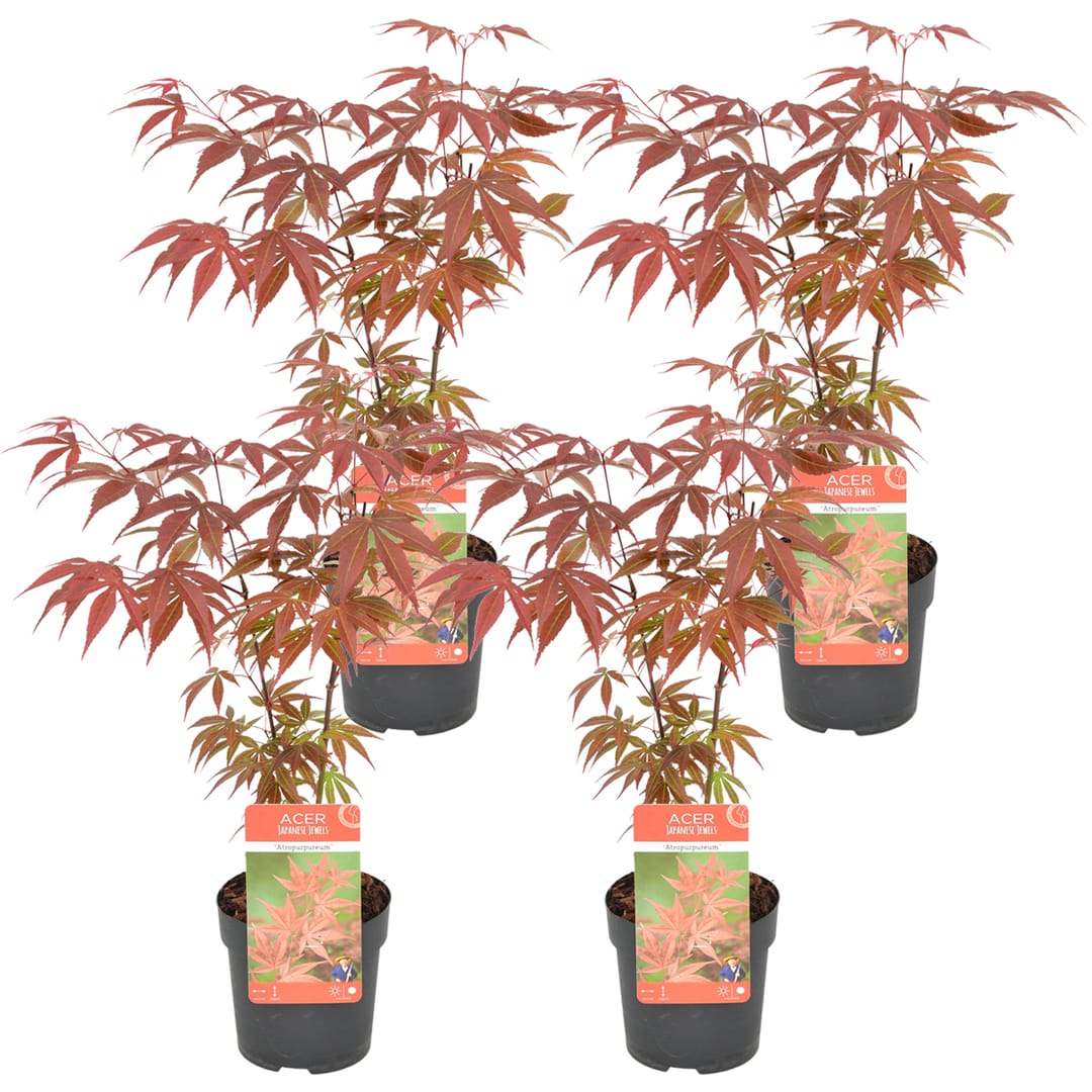 4x Acer Atropurpureum Ø10,5Cm – ↕30CmP