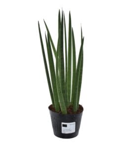 Sansevieria Cylindrica 'Bacularis' / Mikado  - 38 Cm - Ø10,5