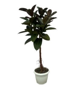 Ficus Elastica Robusta Stam - 140 Cm - Ø27Cm