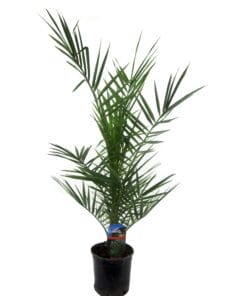 Phoenix Canariensis - 80 Cm - Ø15Cm