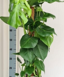 Monstera Mosstok - Ø19Cm - ↕80Cm