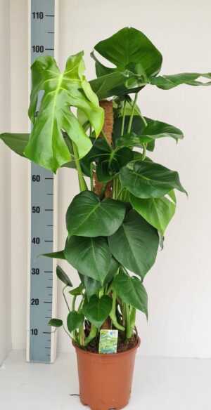 Monstera met mosstok – populaire gatenplant op – ±19 cm